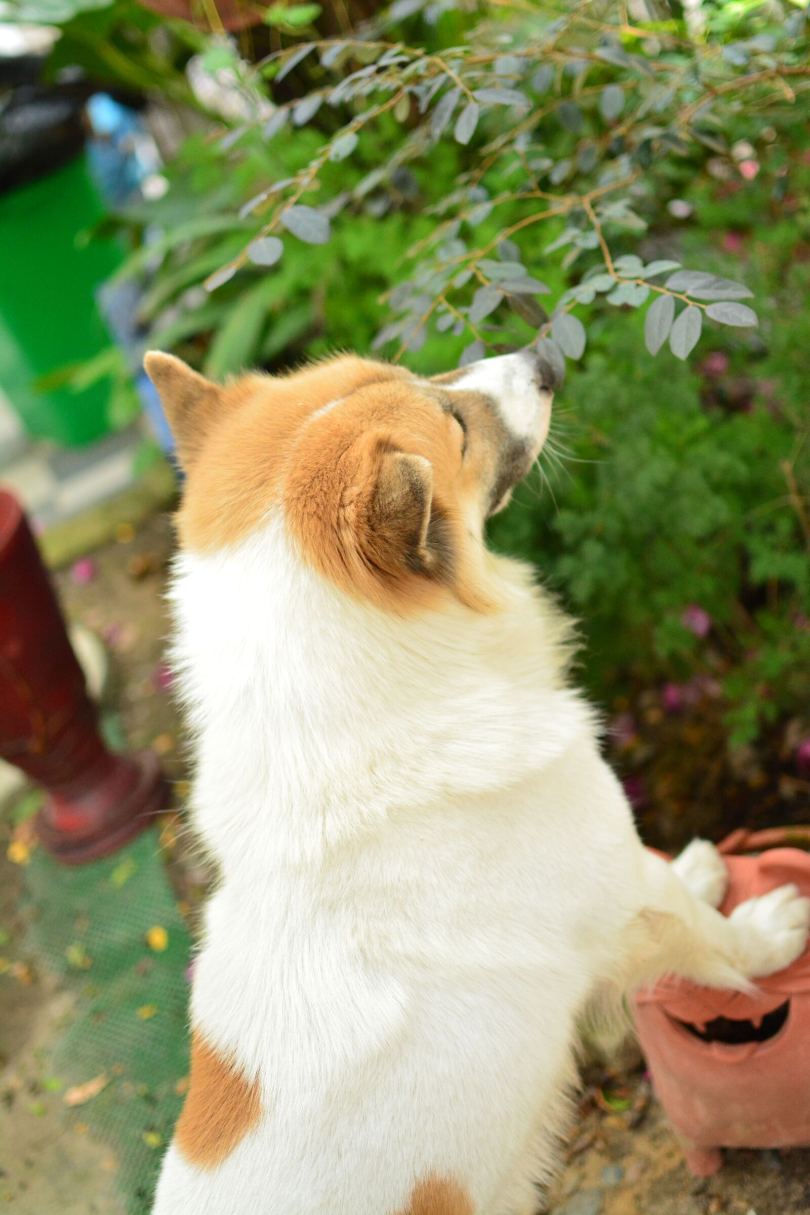 Nikon D7100 sample photo. Dog, play, tree photography