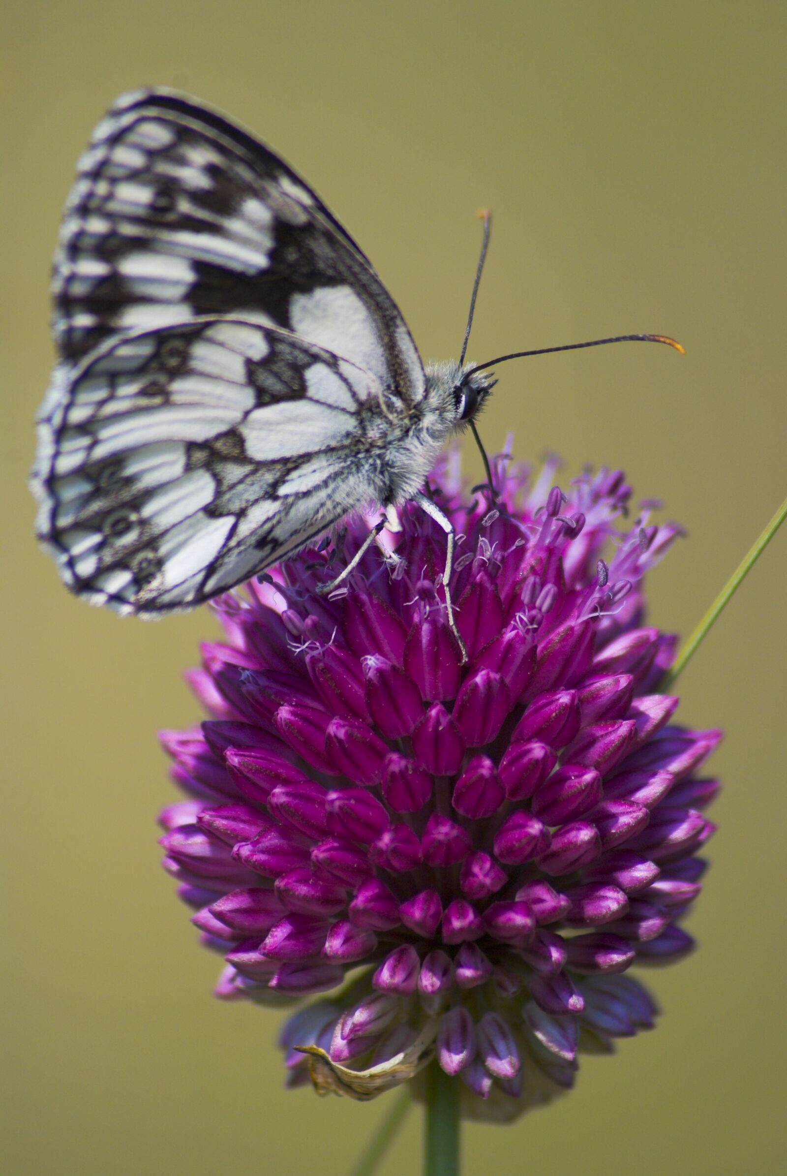 Nikon D80 sample photo. Butterfly, wings, insects photography
