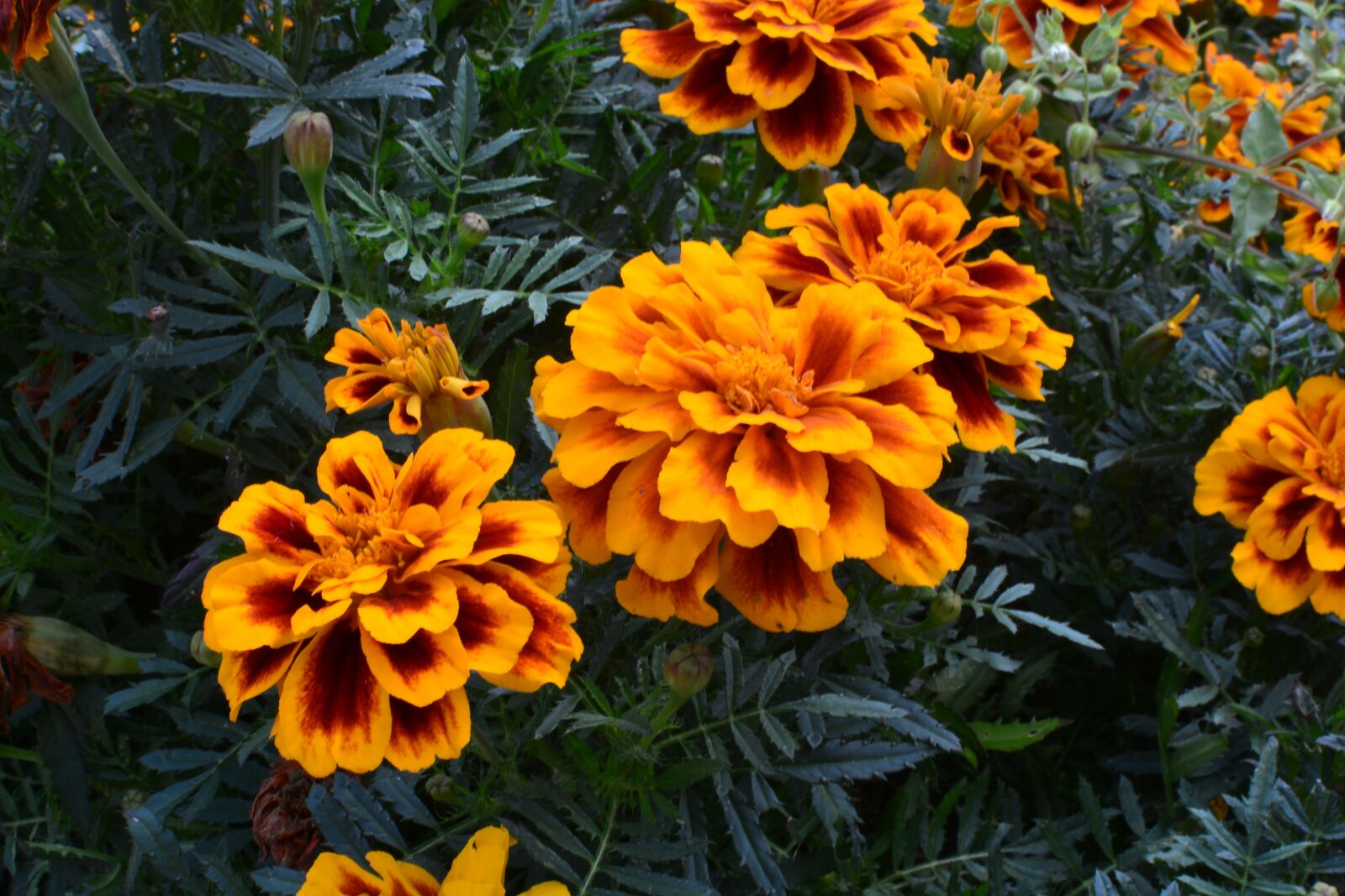 Nikon D7100 sample photo. Marigold, flowers, plants photography