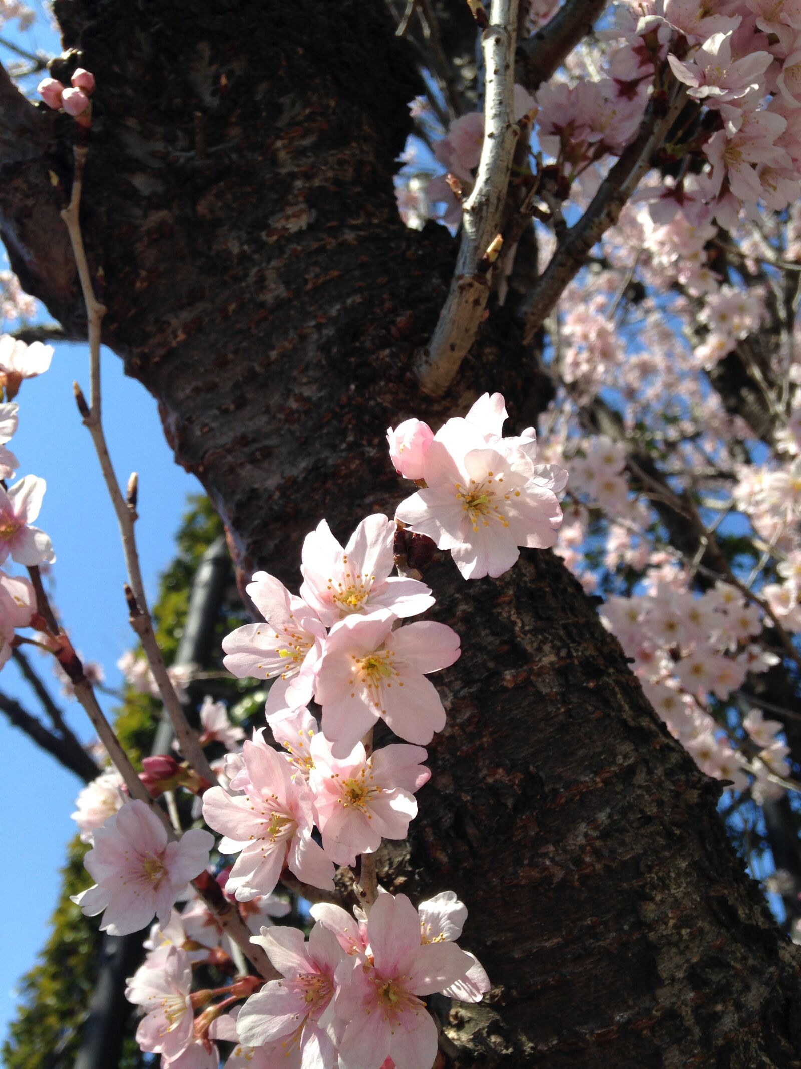 iPhone 5c back camera 4.12mm f/2.4 sample photo. Spring, sakura, cherry blossom photography