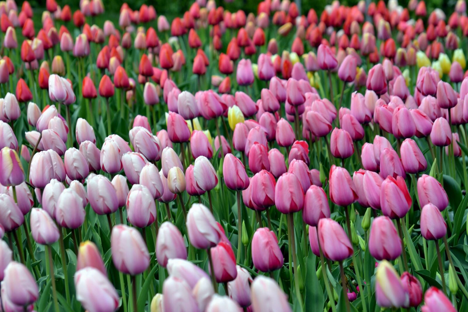 Nikon D3100 sample photo. Summer, tulip, farden, bloom photography