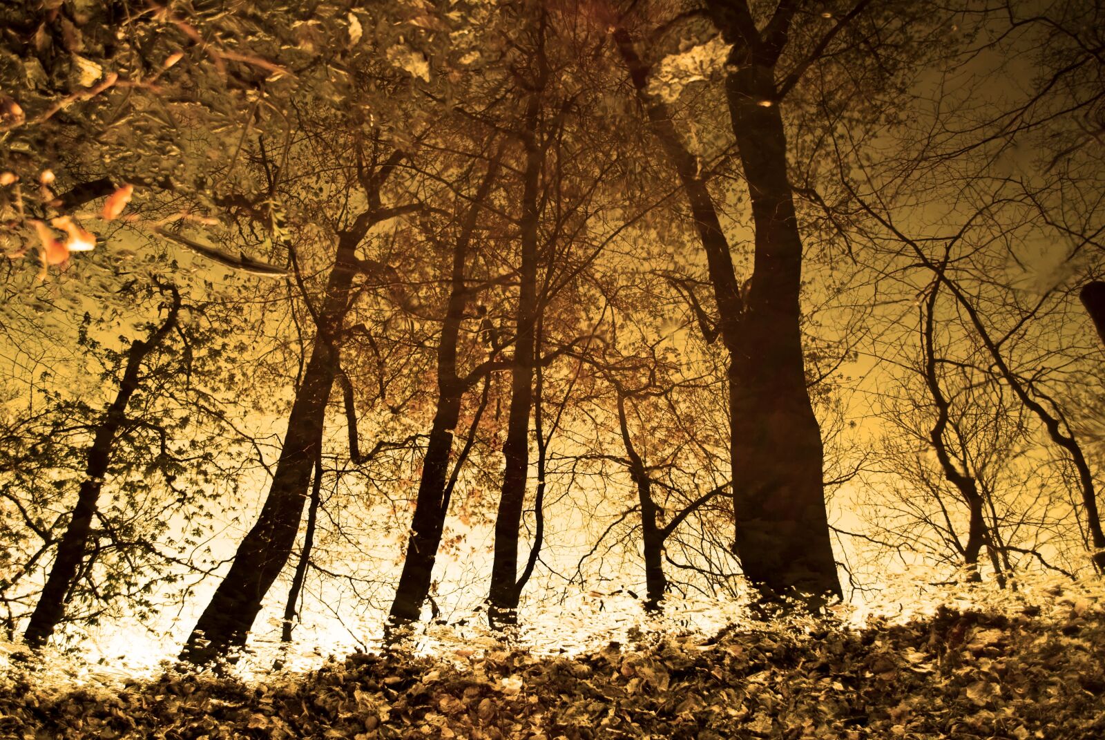 Nikon D60 sample photo. Forest, forest reflection, trees photography