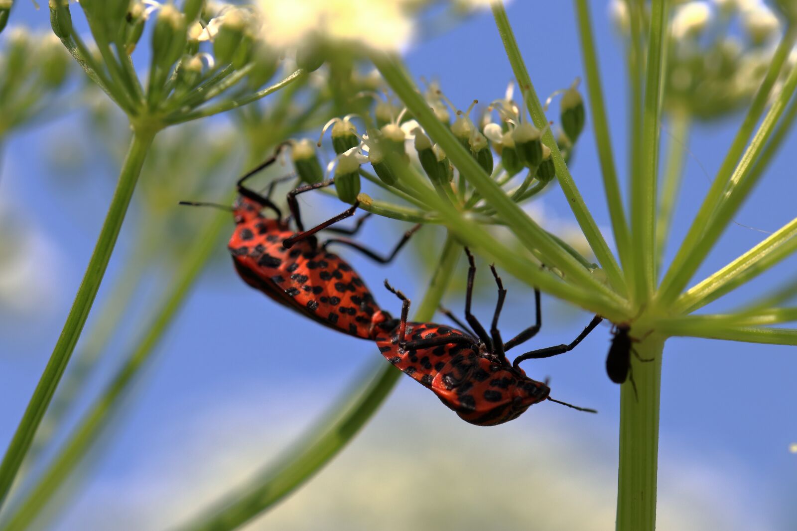 Canon EOS 80D sample photo. Animal, insect, macro photography