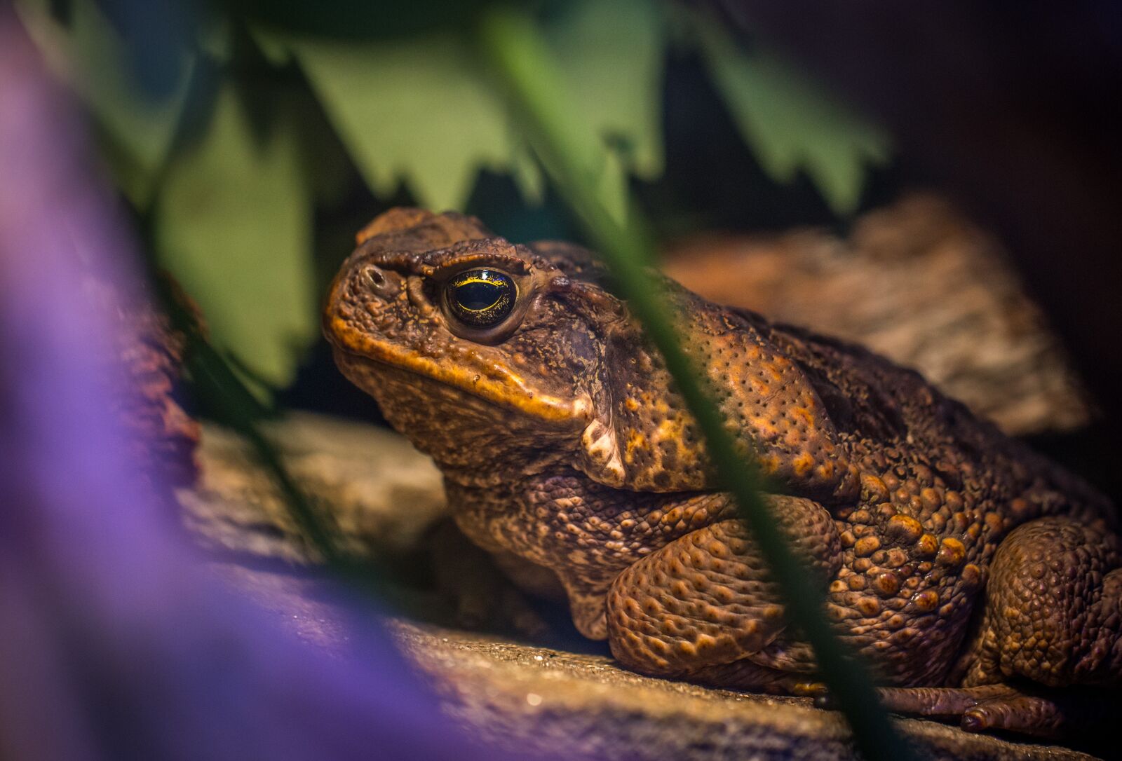 Sony a7R II + Canon EF 100mm F2.8L Macro IS USM sample photo. Nature, living nature, amphibian photography