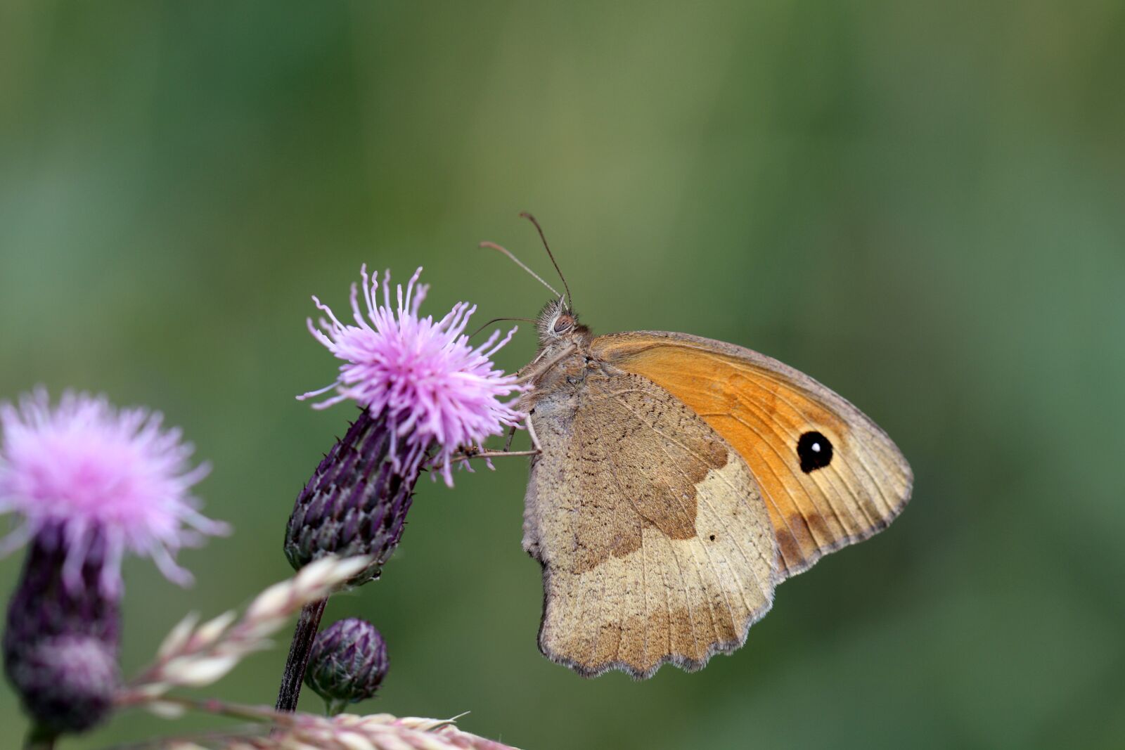 Canon EOS 80D sample photo. Butterfly, flower, the delicacy photography