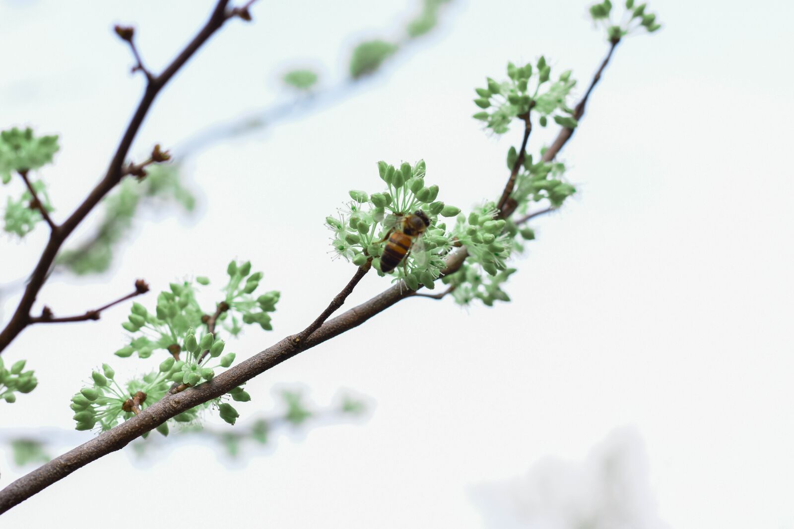 Nikon D3400 sample photo. Nature, landscape, forest photography