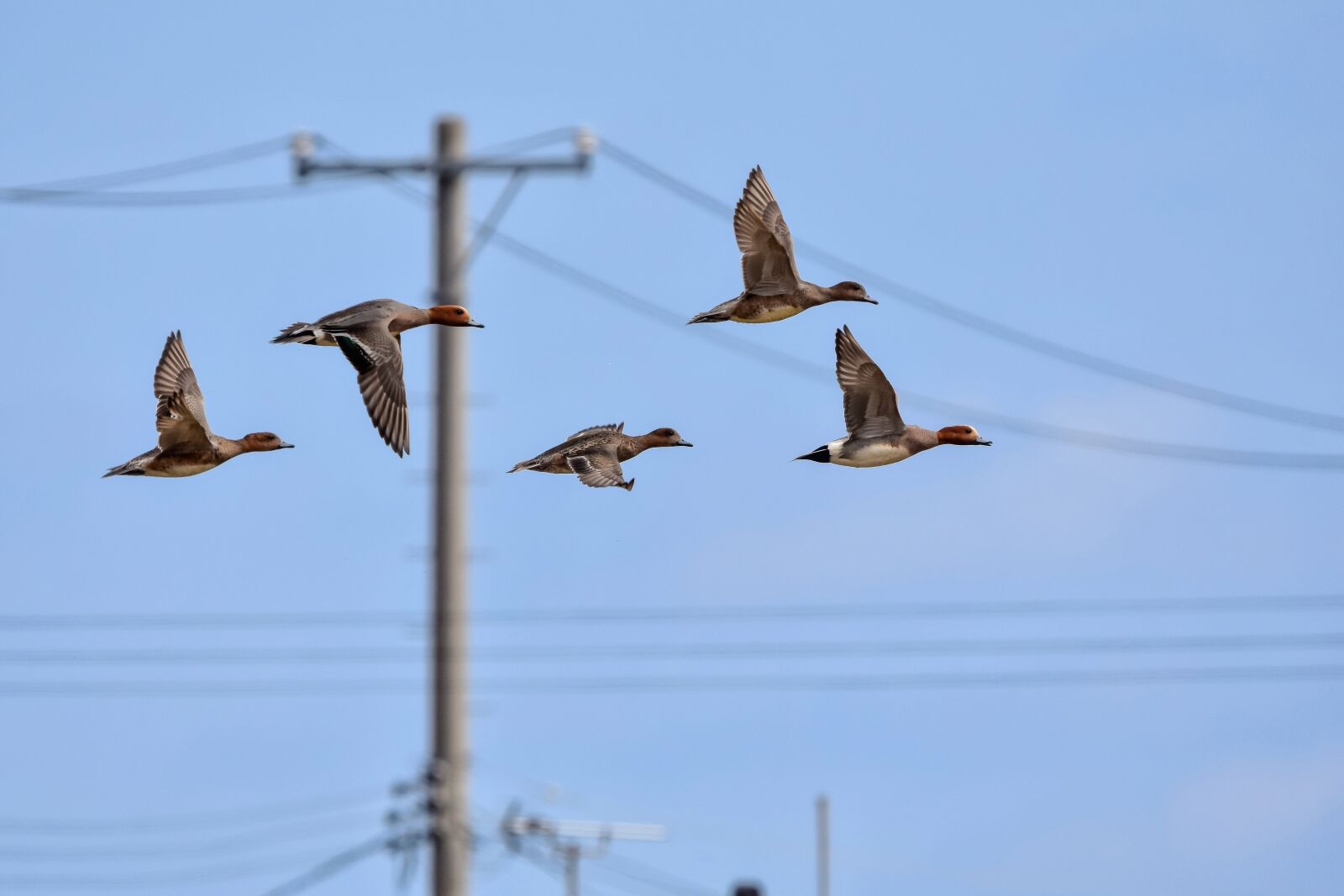 Nikon D7200 sample photo. Animal, sky, pole photography