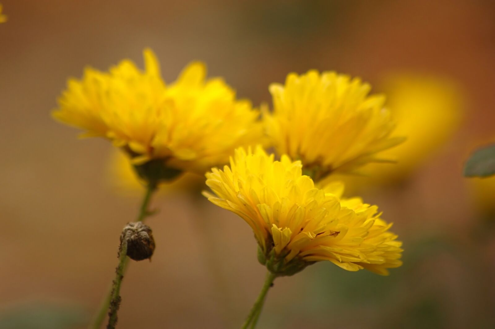 Nikon D50 sample photo. Yellow flowers, chrysanthemum, autumn photography