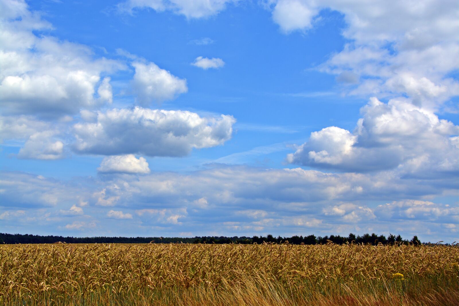 Nikon D5200 sample photo. Sky, clouds, cereals photography