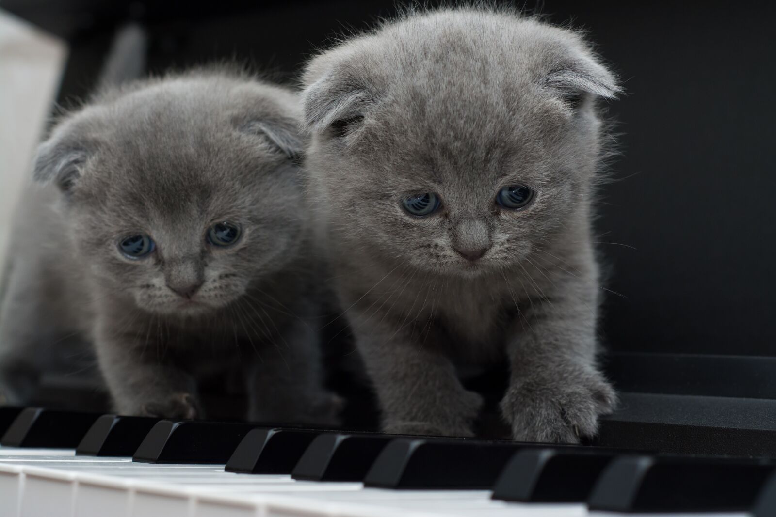 Nikon D7100 sample photo. Cat, cats, kitty photography