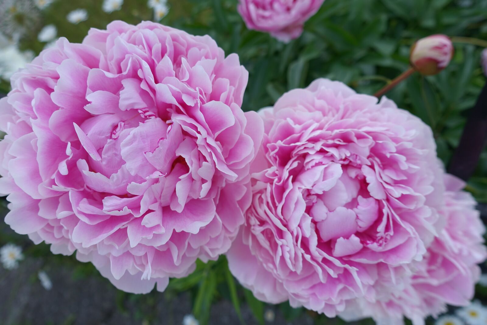 Sony Cyber-shot DSC-RX100 III sample photo. Peons, peony, peón photography