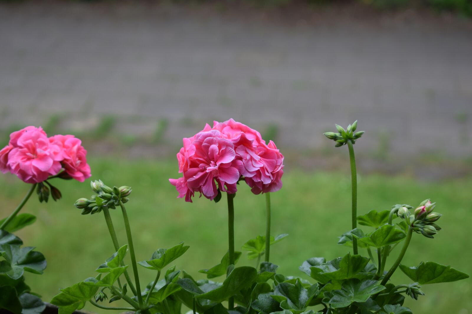 Nikon D3300 sample photo. Flower, beautiful, pink photography