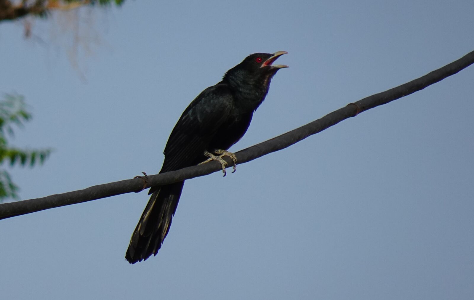 Sony DSC-WX800 sample photo. Bird, koel, songbird photography