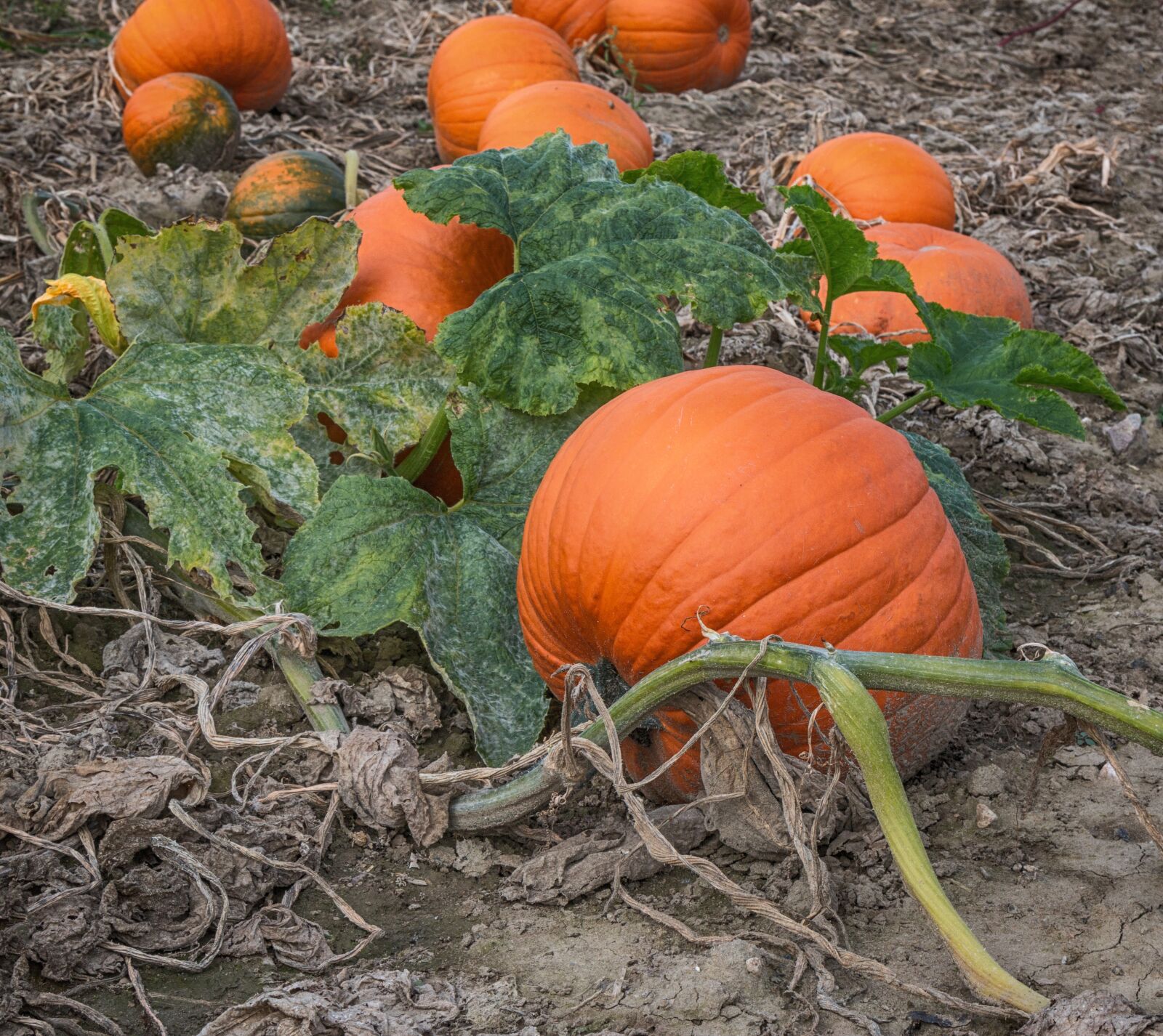 Canon EOS 70D + Canon EF 24-105mm F4L IS USM sample photo. Pumpkin, autumn, vegetables photography