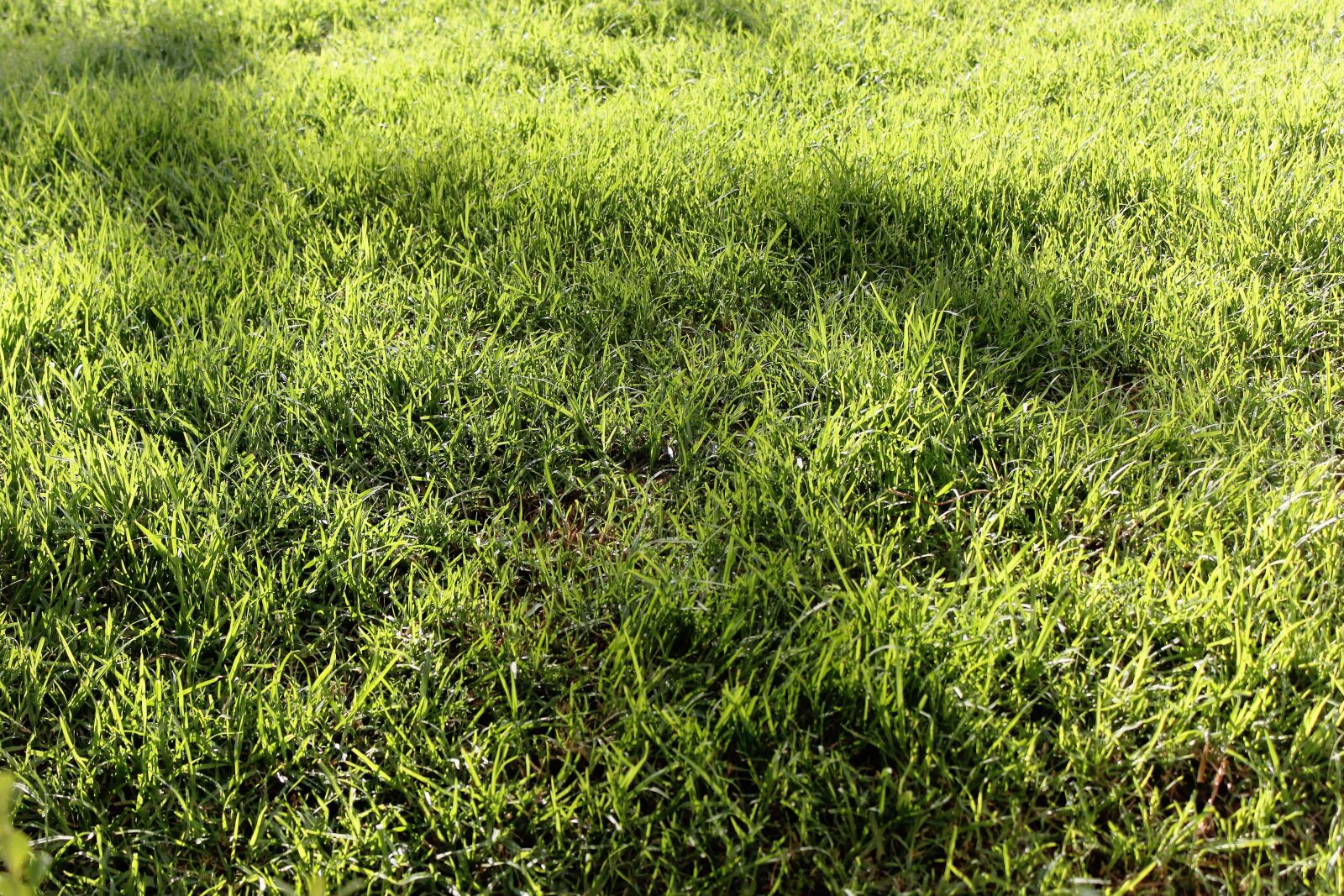 Canon EOS 550D (EOS Rebel T2i / EOS Kiss X4) sample photo. Grass, green, shadows photography