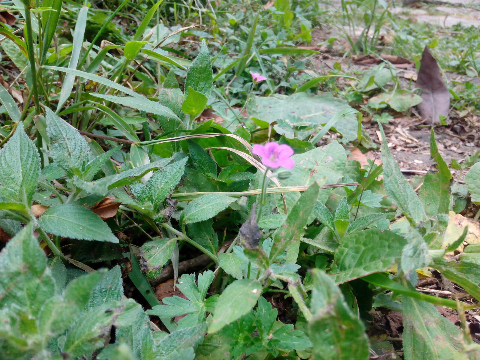 HUAWEI Hol-U19 sample photo