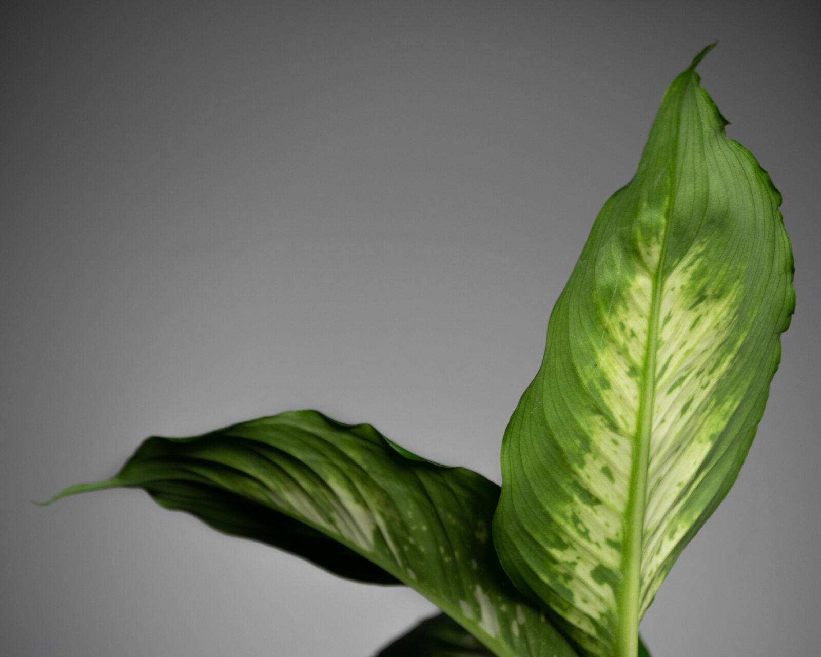 Nikon D5300 sample photo. Plant, houseplant, g photography