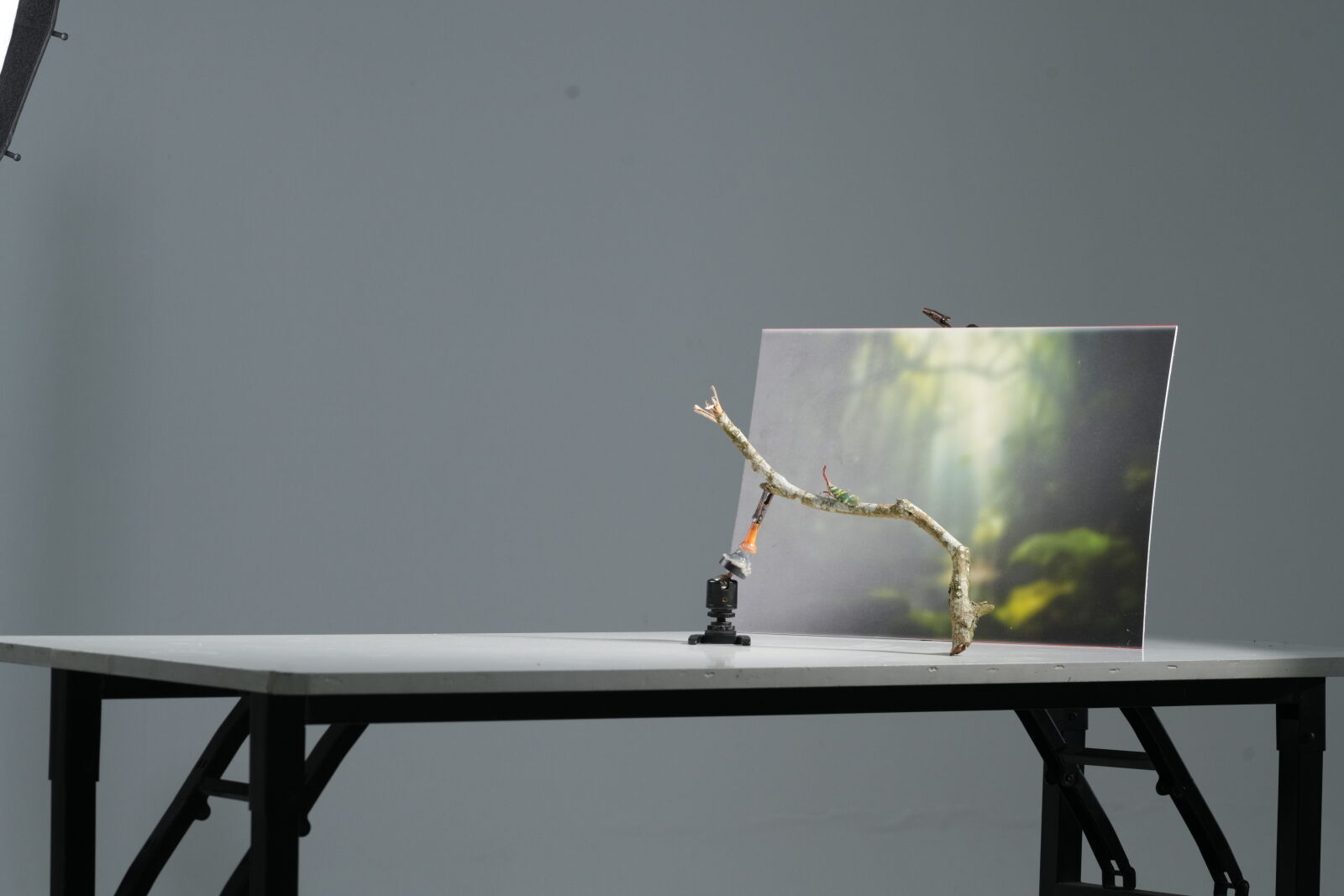 Sony a7R V sample photo