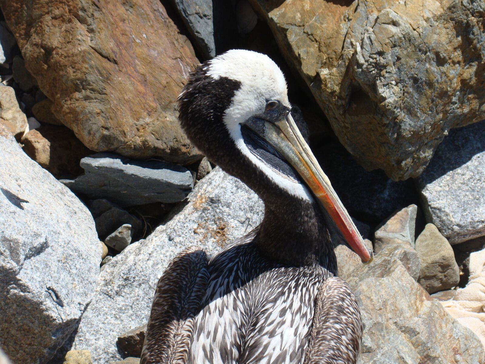 Sony Cyber-shot DSC-H50 sample photo. Pelican, ave, pen photography