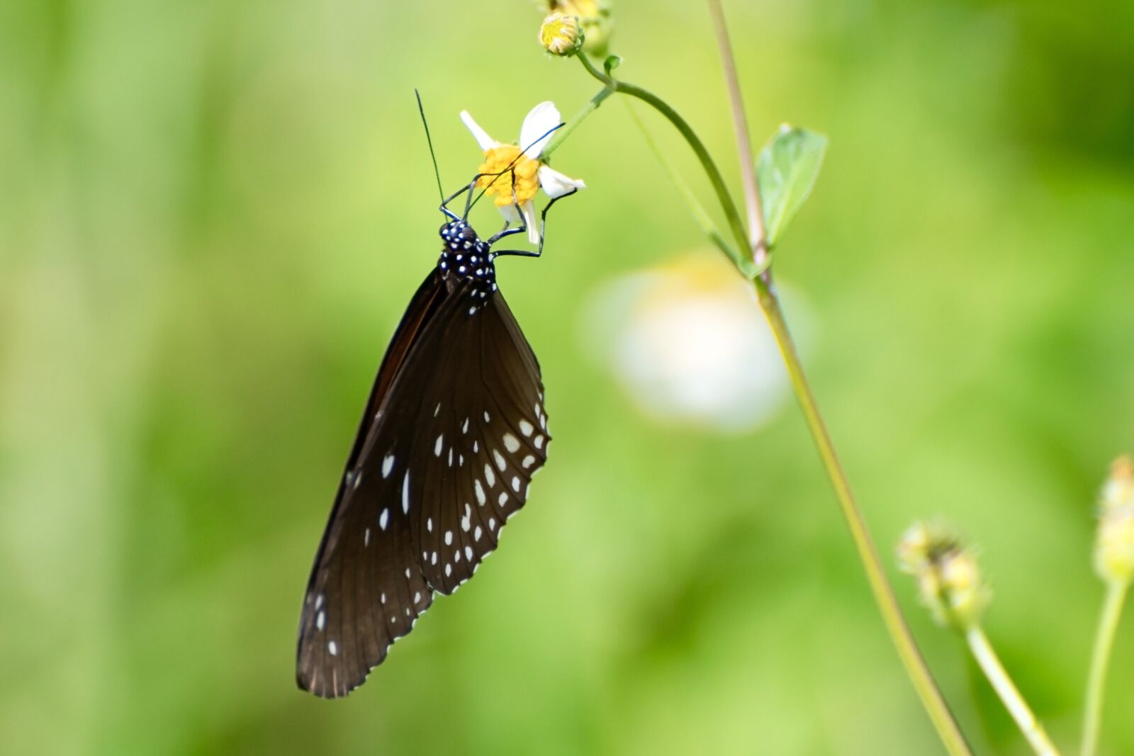 Nikon D7500 sample photo. Butterfly, animal, flower photography