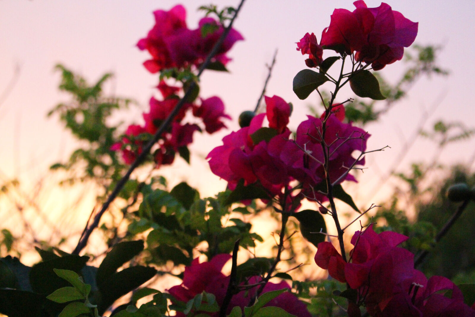 Canon EOS 700D (EOS Rebel T5i / EOS Kiss X7i) sample photo. Flowers, nature, pink, sunset photography