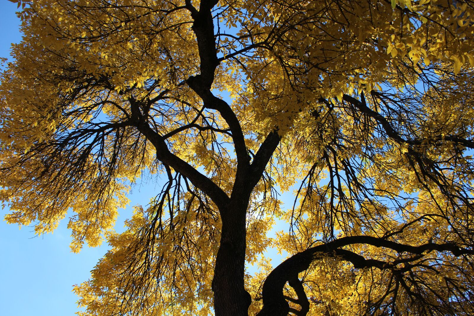 Canon EOS 1200D (EOS Rebel T5 / EOS Kiss X70 / EOS Hi) sample photo. Tree, fall, autumn photography