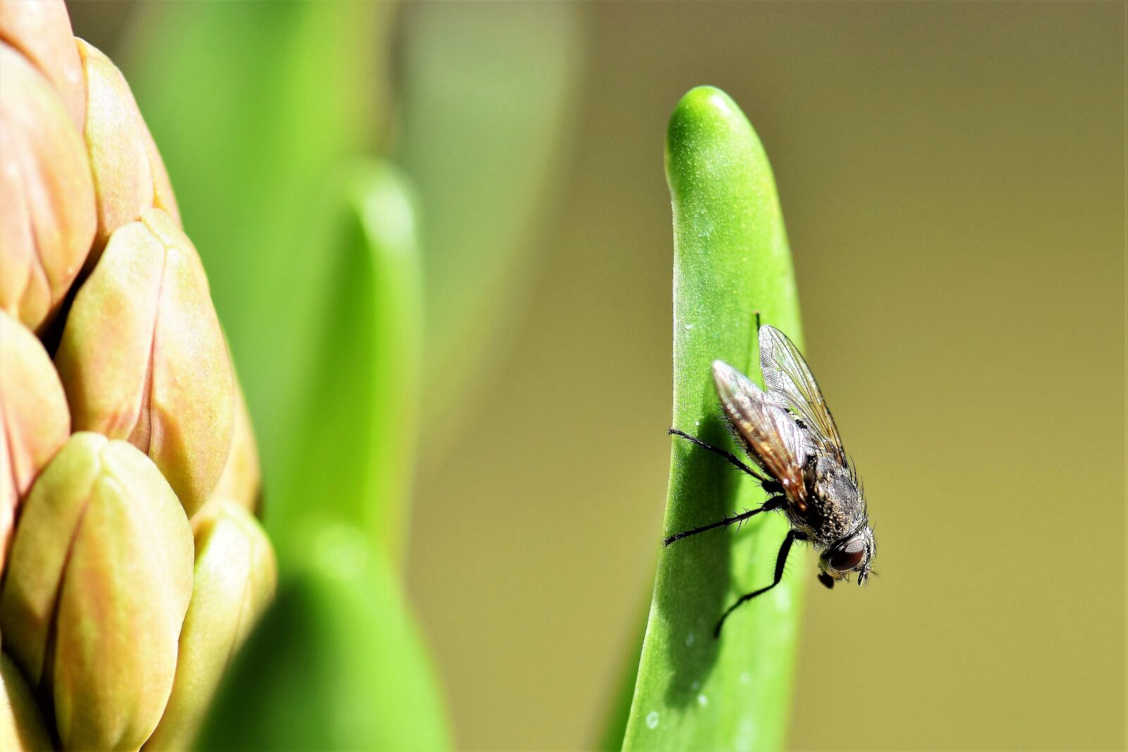 Nikon D5500 sample photo. Fly, animal, insect photography