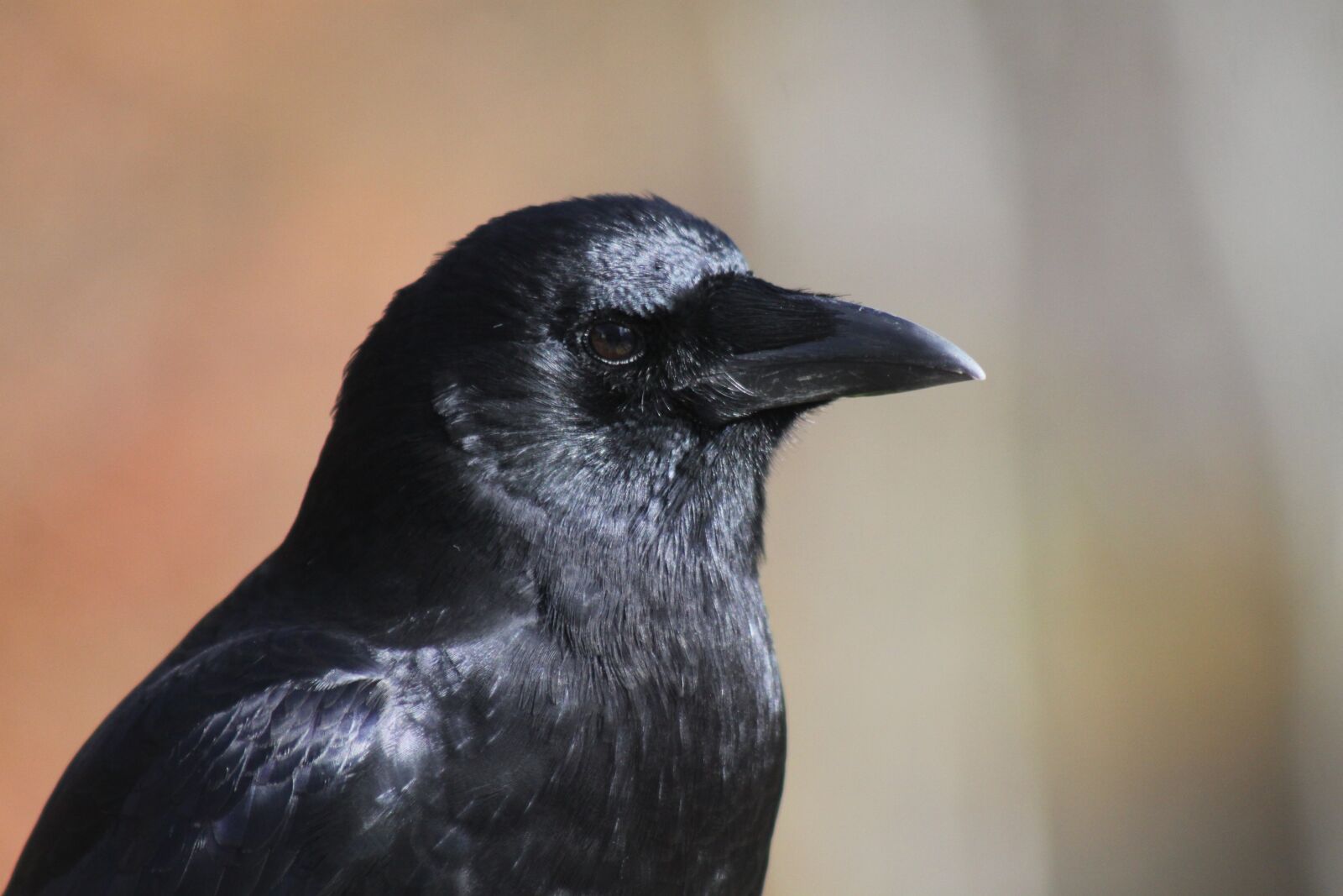 Canon EOS 50D sample photo. Crow, close-up, profile photography