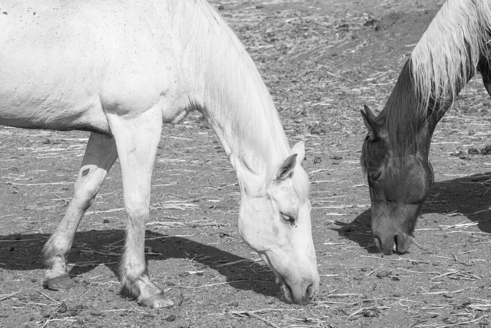 Nikon D800 sample photo. Horses, black and white photography