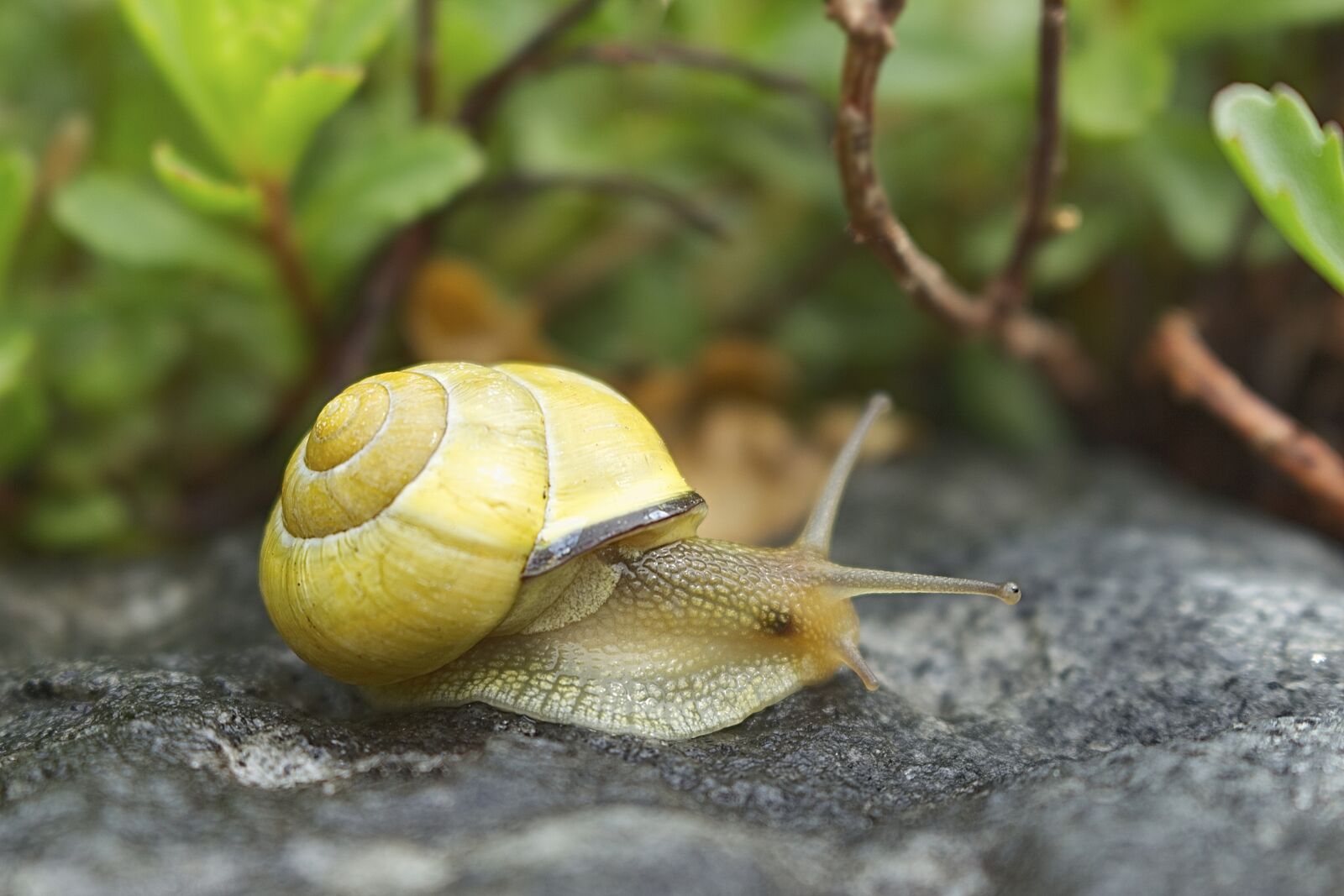 Canon EOS 700D (EOS Rebel T5i / EOS Kiss X7i) sample photo. Snail, cottage, shell photography