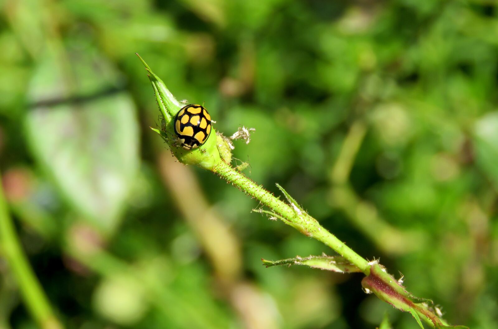 Canon PowerShot SX60 HS sample photo. Ladybird, ladybug, beetle photography