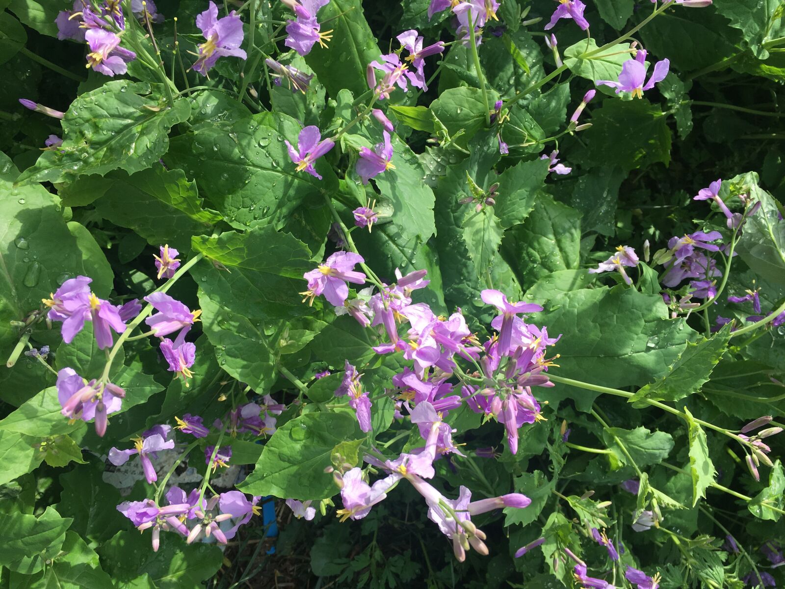 Apple iPhone 6s sample photo. Zhuge dish, spring, rain photography