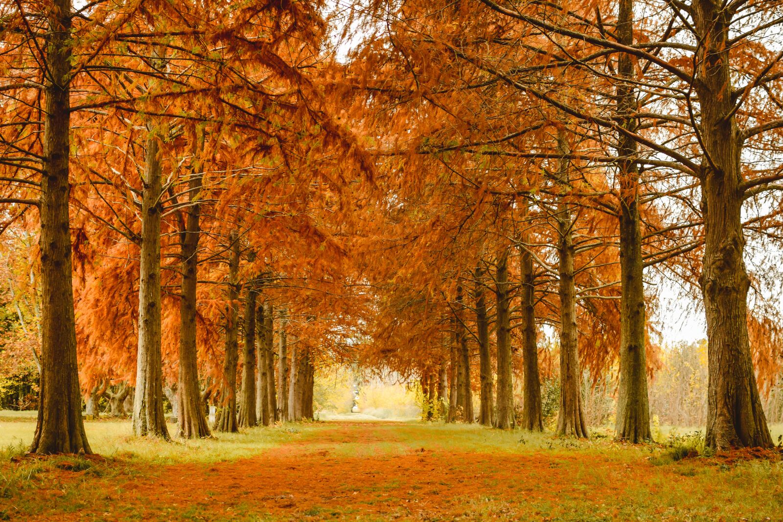 Nikon D7100 sample photo. Autumn, nature, trees photography