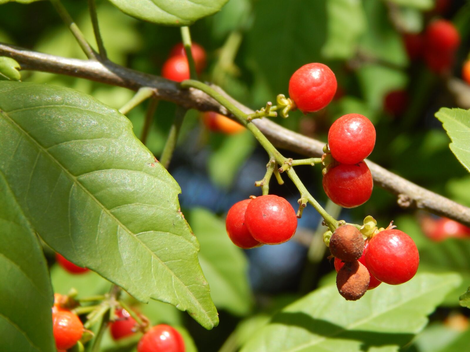 Nikon Coolpix L820 sample photo. Red fruits, wild fruits photography
