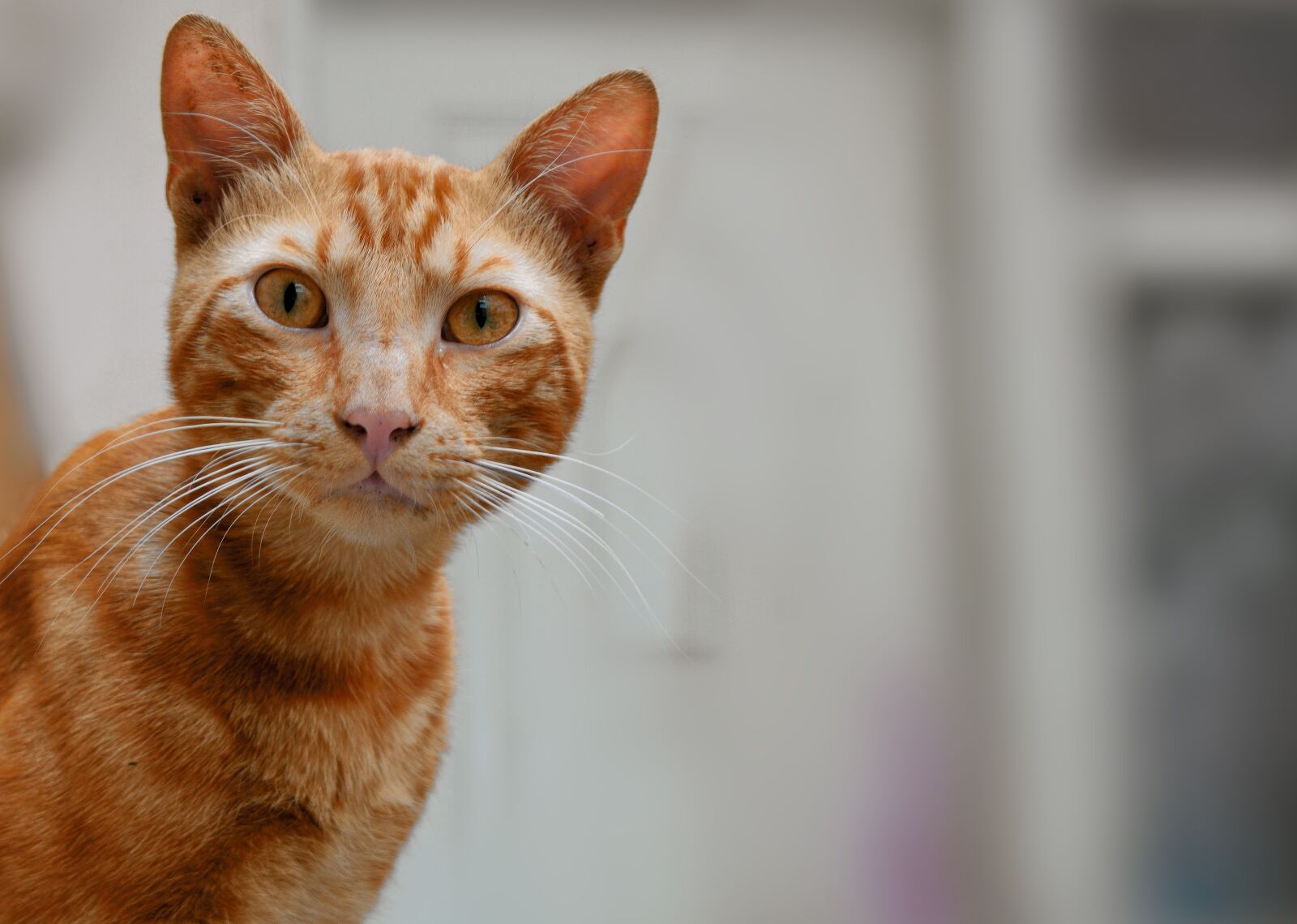 Nikon D3300 sample photo. Cats, animal, kitty photography