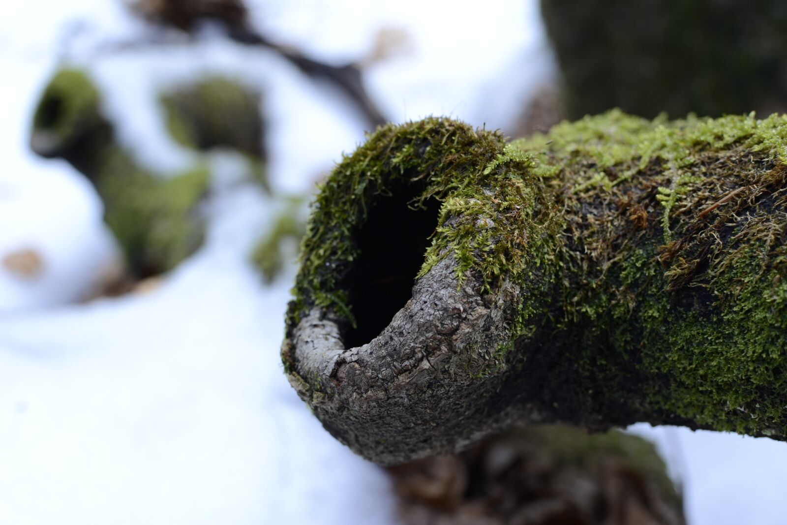 Nikon D3100 sample photo. Knothole, moss, vermordert photography