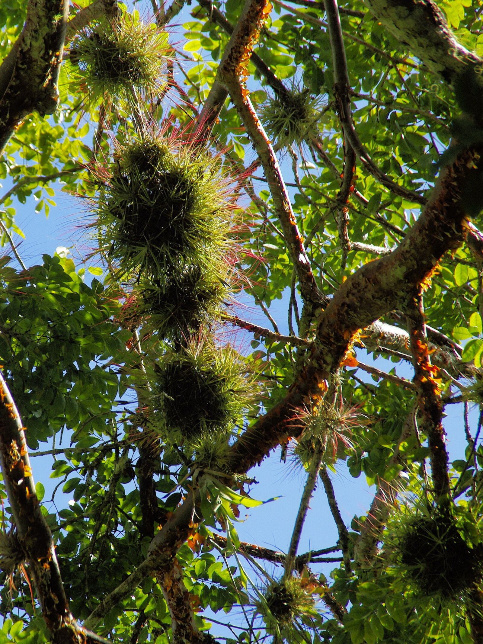 Pentax K200D sample photo. Honduras, epiphyte, branches photography