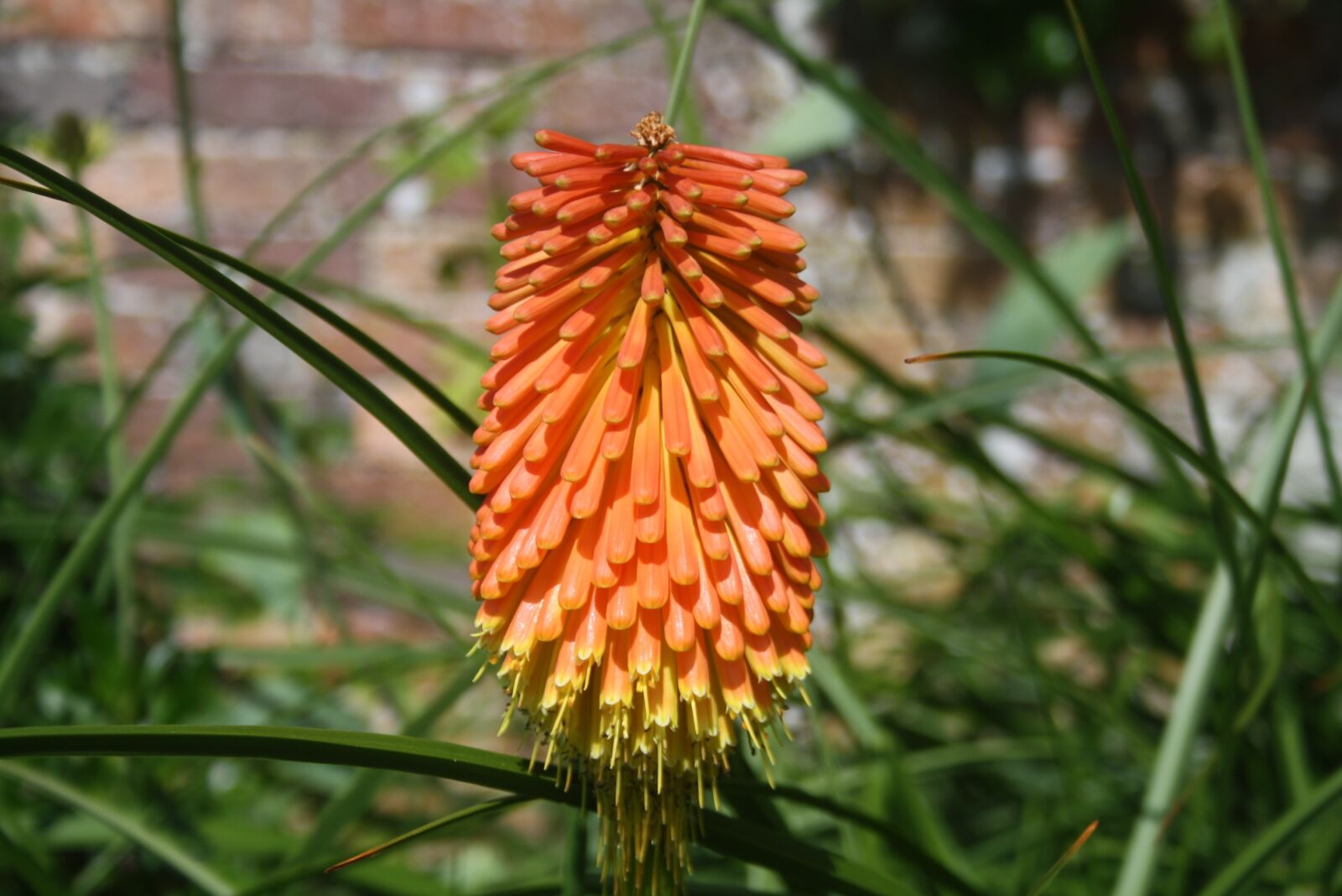 Canon EOS 1000D (EOS Digital Rebel XS / EOS Kiss F) sample photo. Flower, summer, plant photography