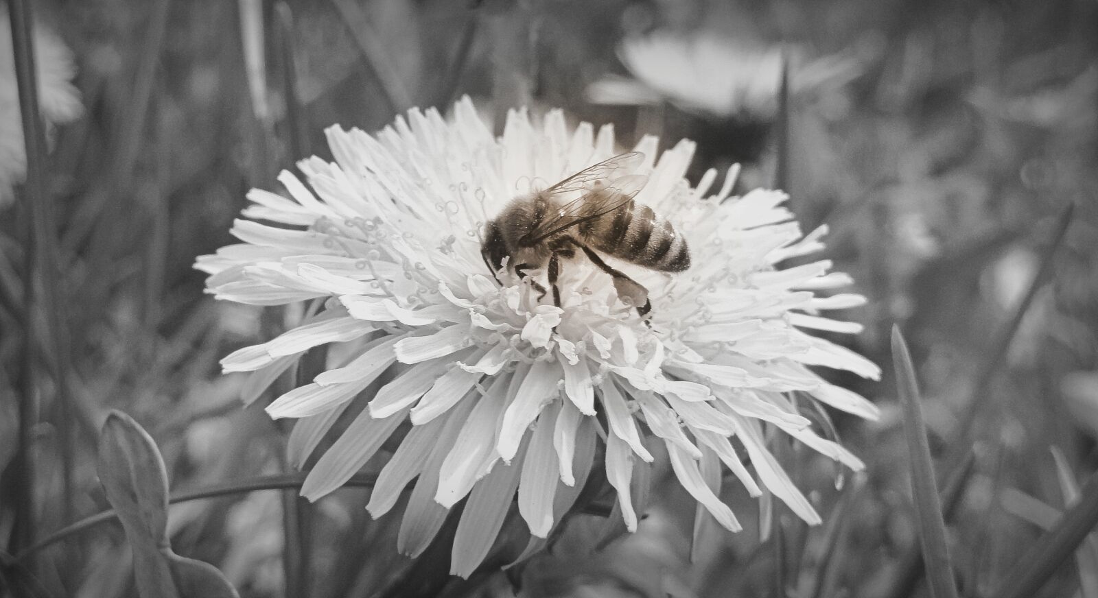 Sony DSC-HX5V sample photo. Bee, sonchus oleraceus, nectar photography