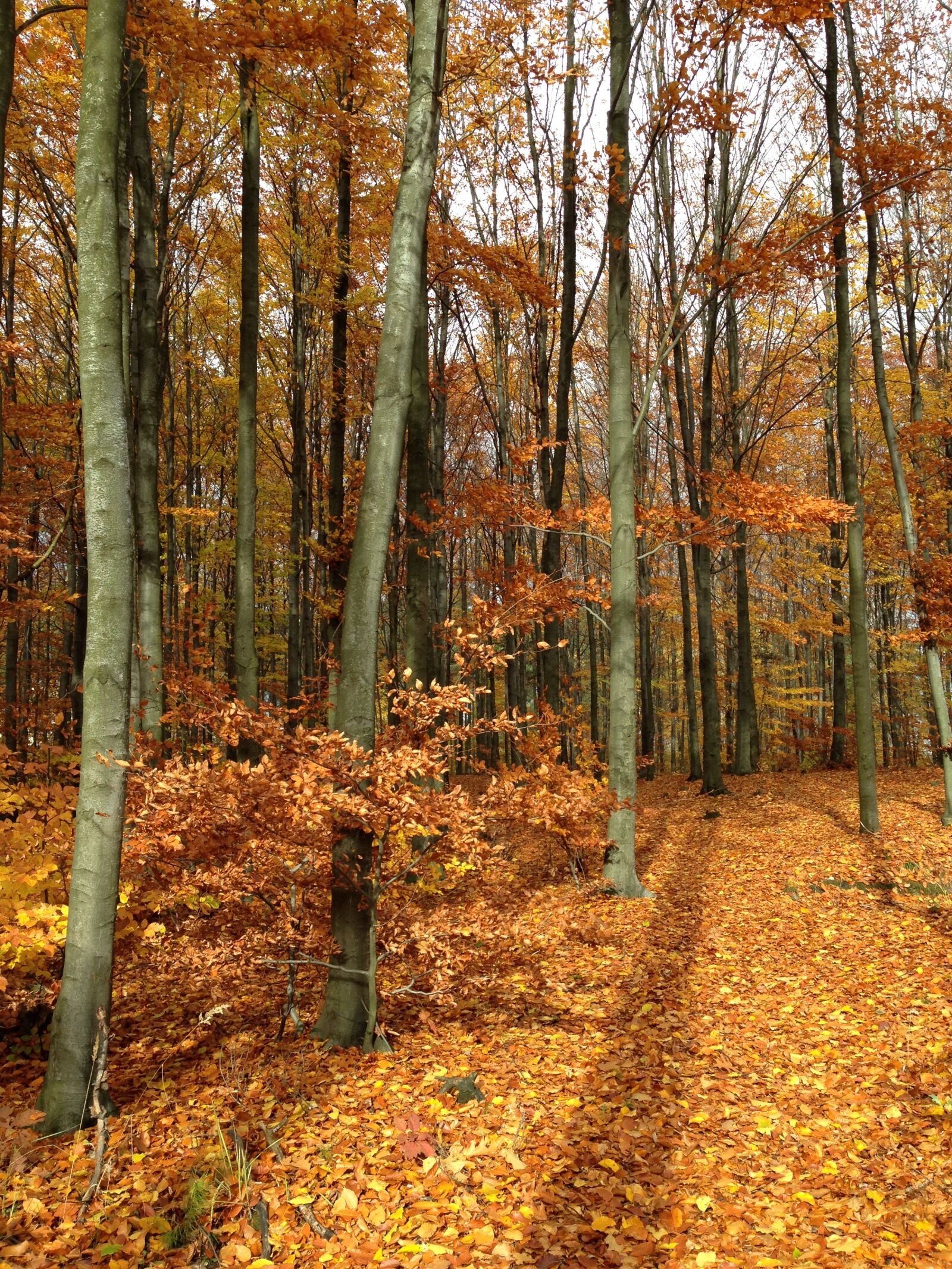 iPhone 5c back camera 4.12mm f/2.4 sample photo. Forest, autumn, colors photography