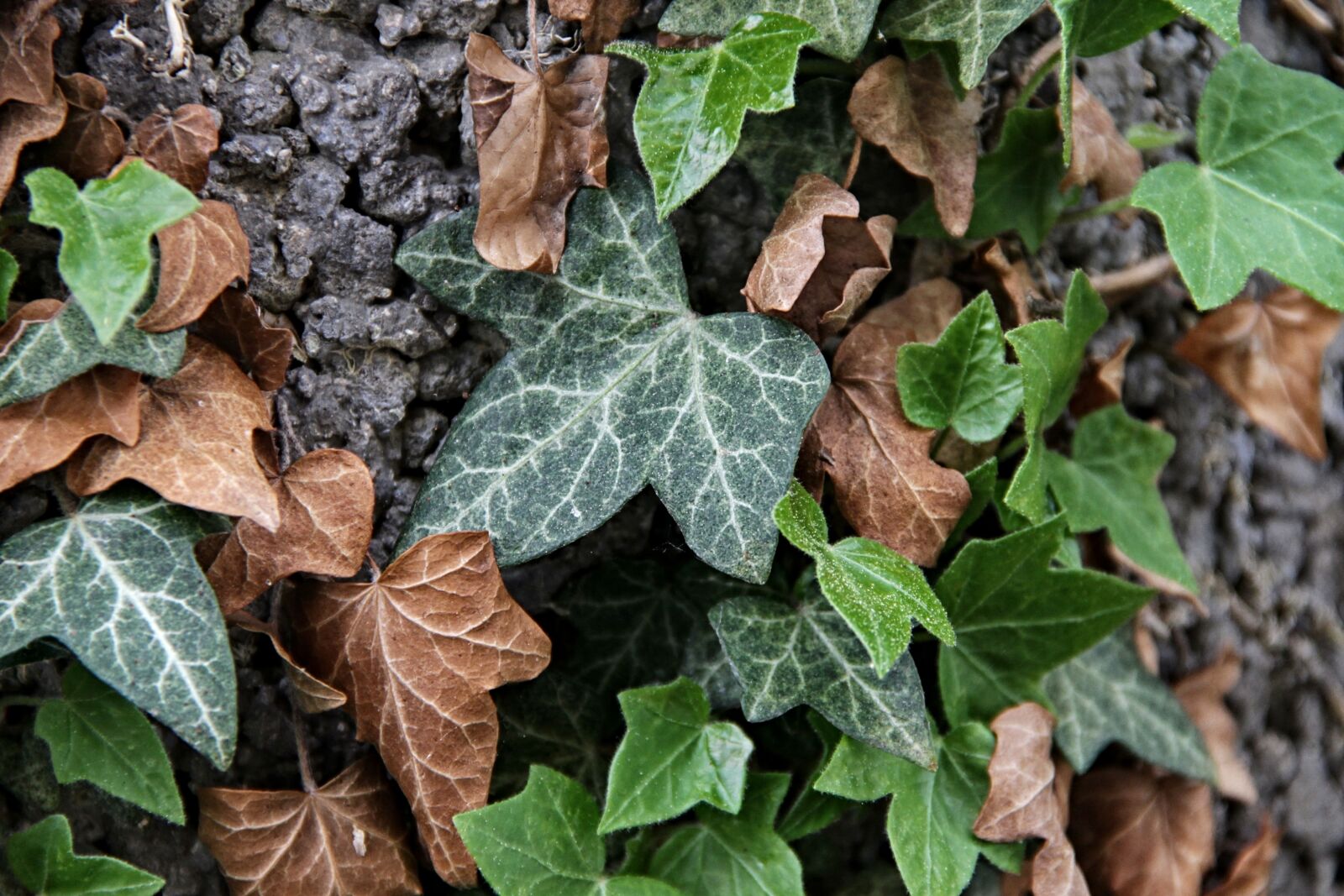 Canon EOS 1100D (EOS Rebel T3 / EOS Kiss X50) sample photo. Ivy, hedera helix, leaves photography