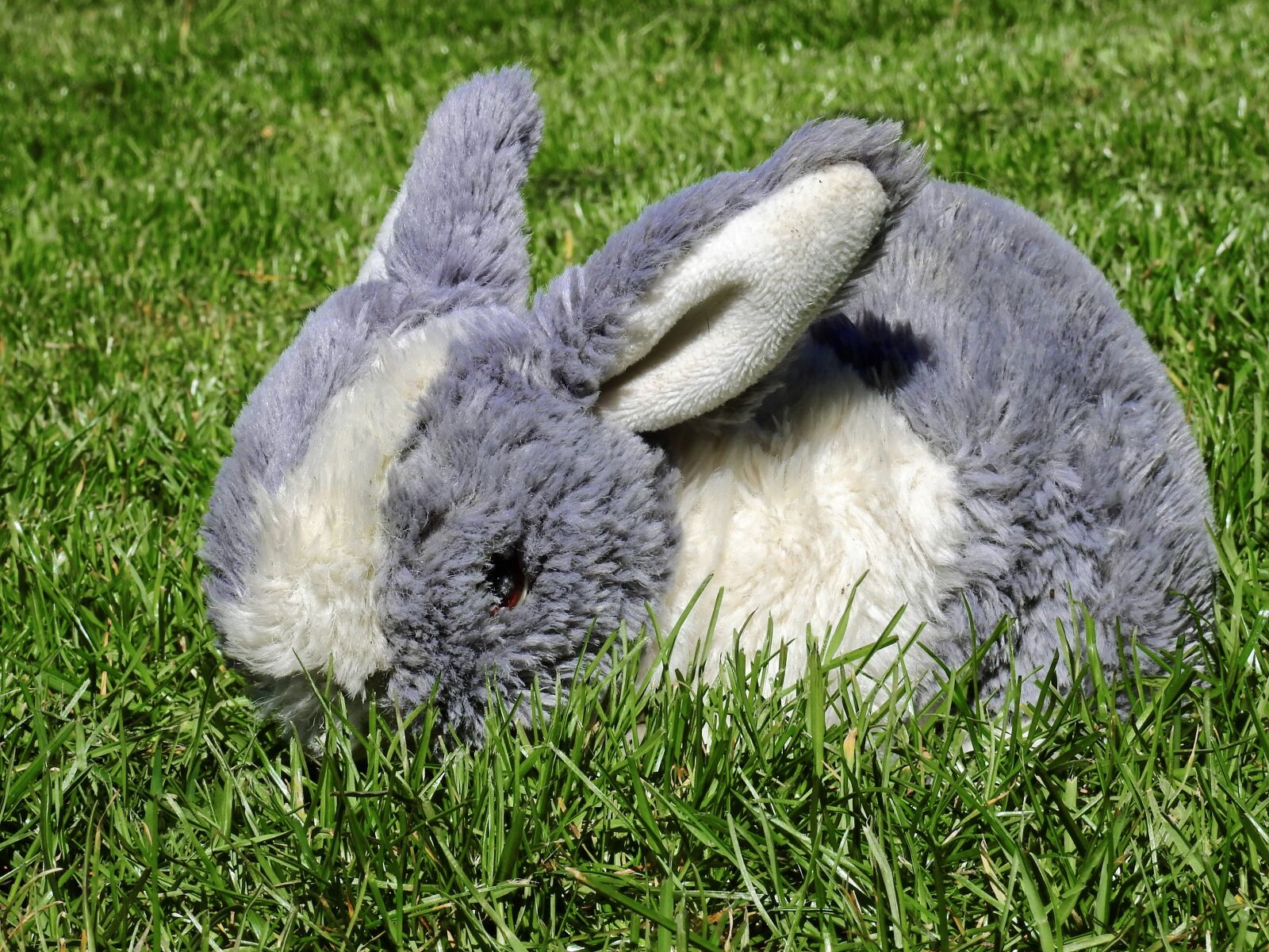 Nikon Coolpix P900 sample photo. Soft toy, stuffed animal photography