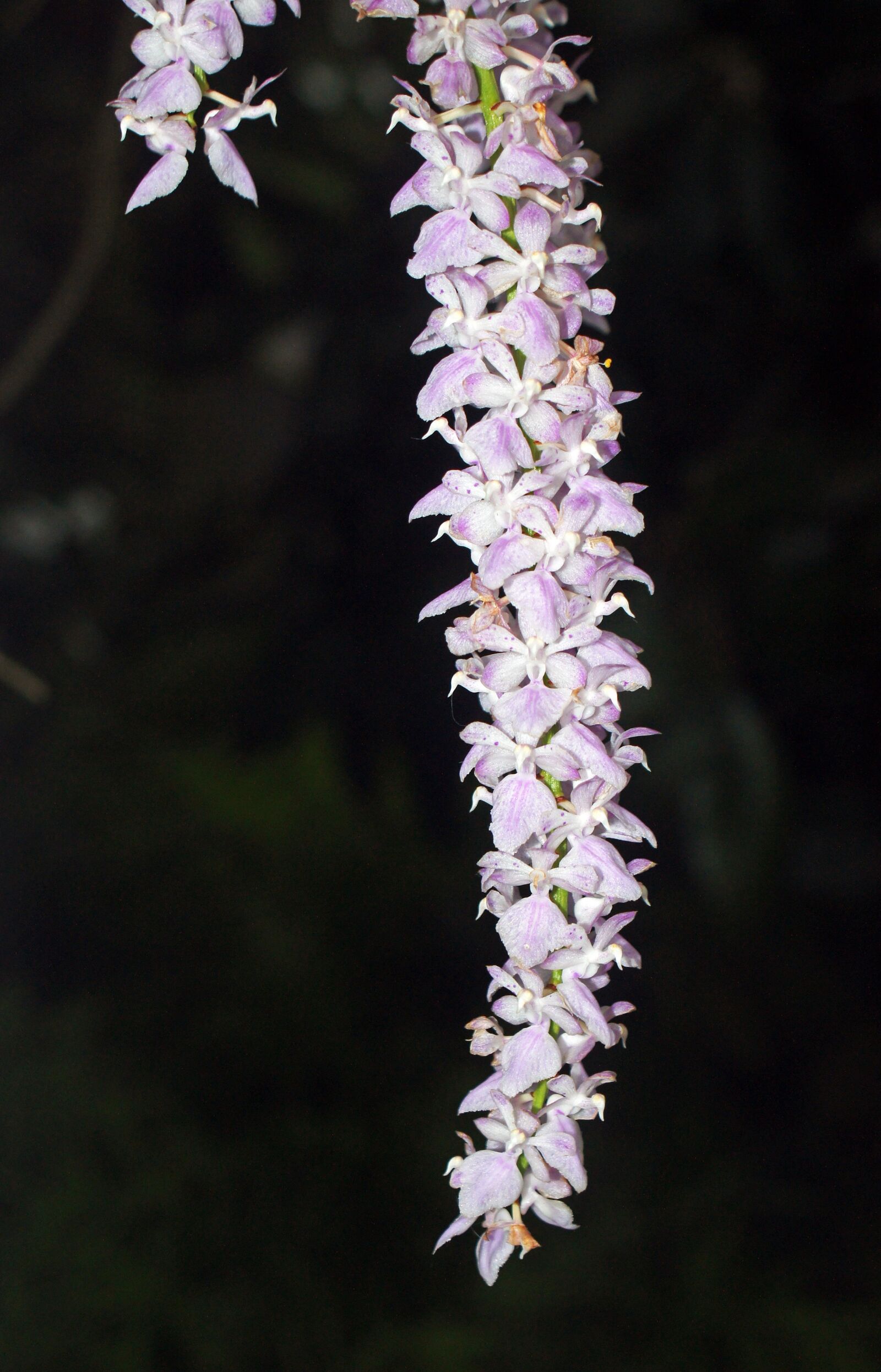 Sony SLT-A33 + Sony DT 18-70mm F3.5-5.6 sample photo. Orchid, flower, bloom photography