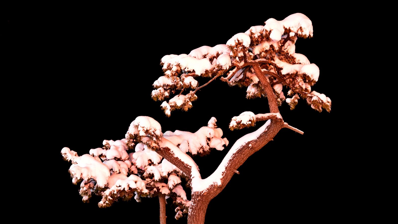 Nikon D800 sample photo. Pine, snow, winter photography