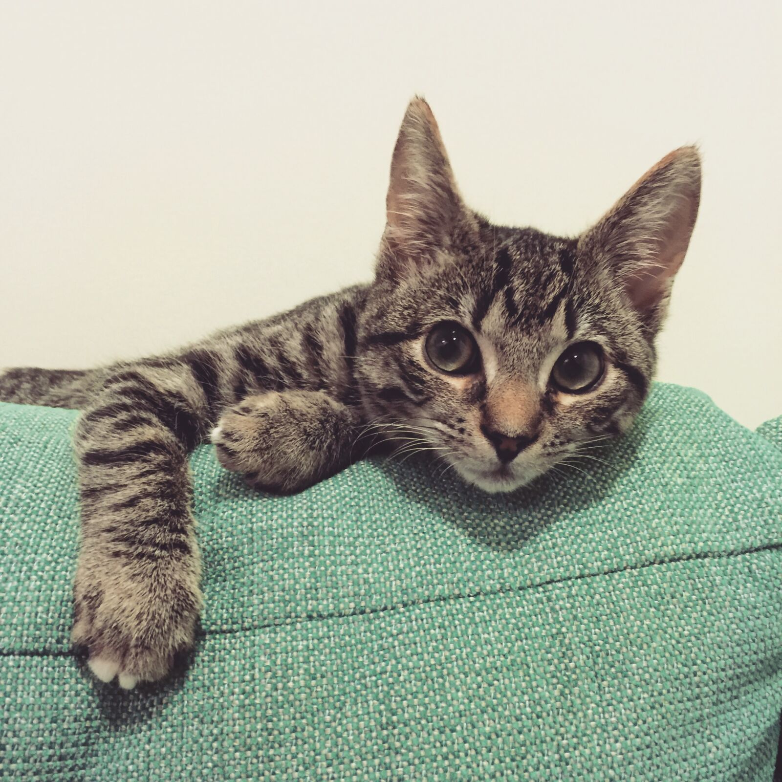 iPhone 6 Plus back camera 4.15mm f/2.2 sample photo. Tabby, kitten, cat photography