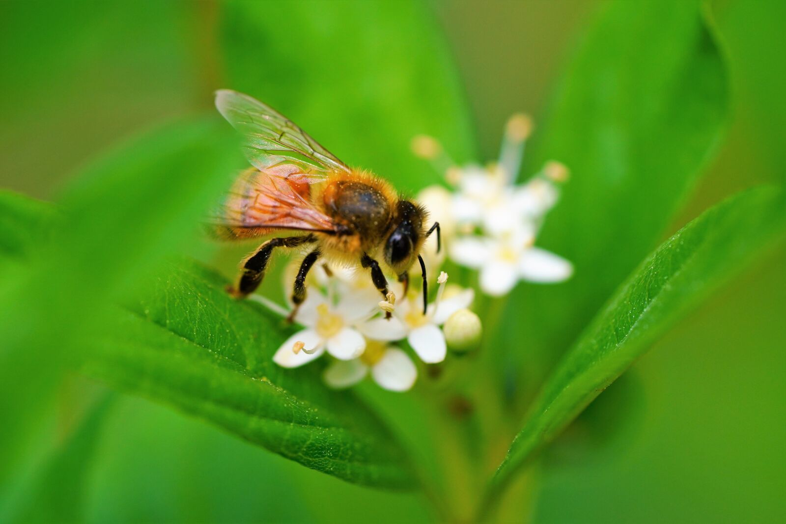Sony a7R III + Sony FE 90mm F2.8 Macro G OSS sample photo. Bee, flower, nature photography