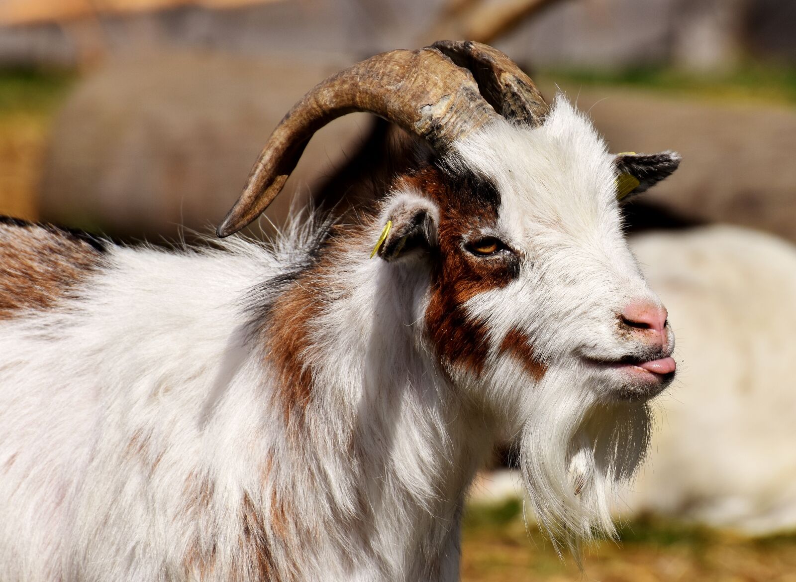 Nikon D7200 sample photo. Billy goat, goats, animal photography