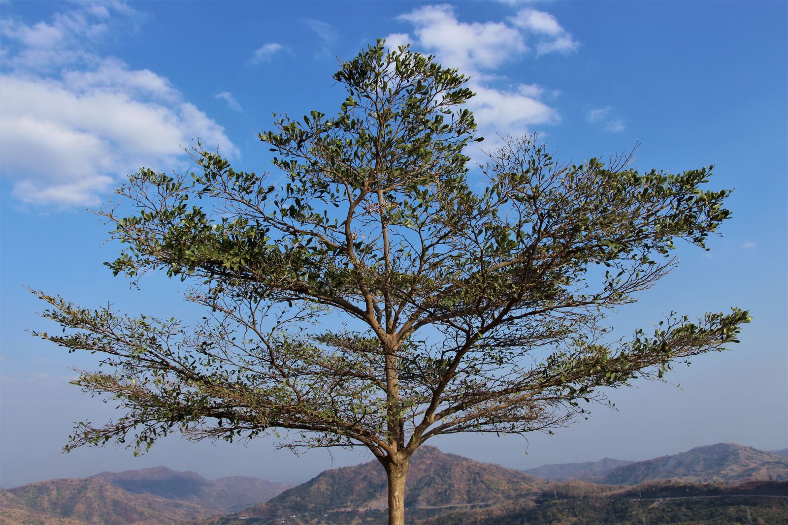 Canon EOS 700D (EOS Rebel T5i / EOS Kiss X7i) sample photo. Phetchabun, thailand, tree photography