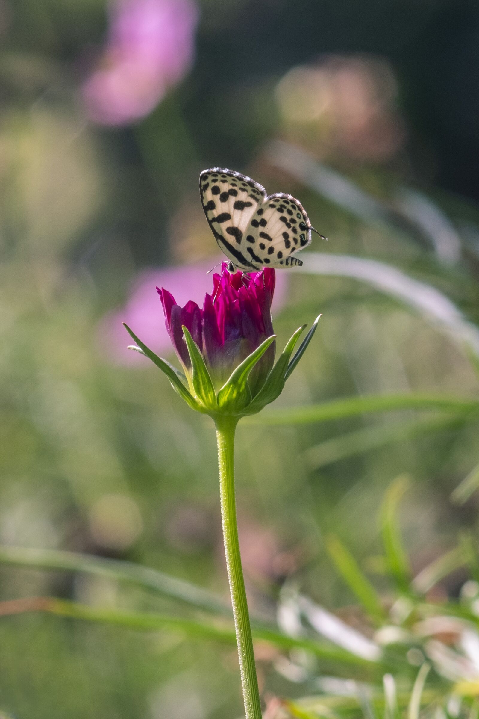 Fujifilm X-T20 sample photo. Flower, bloom, plant photography