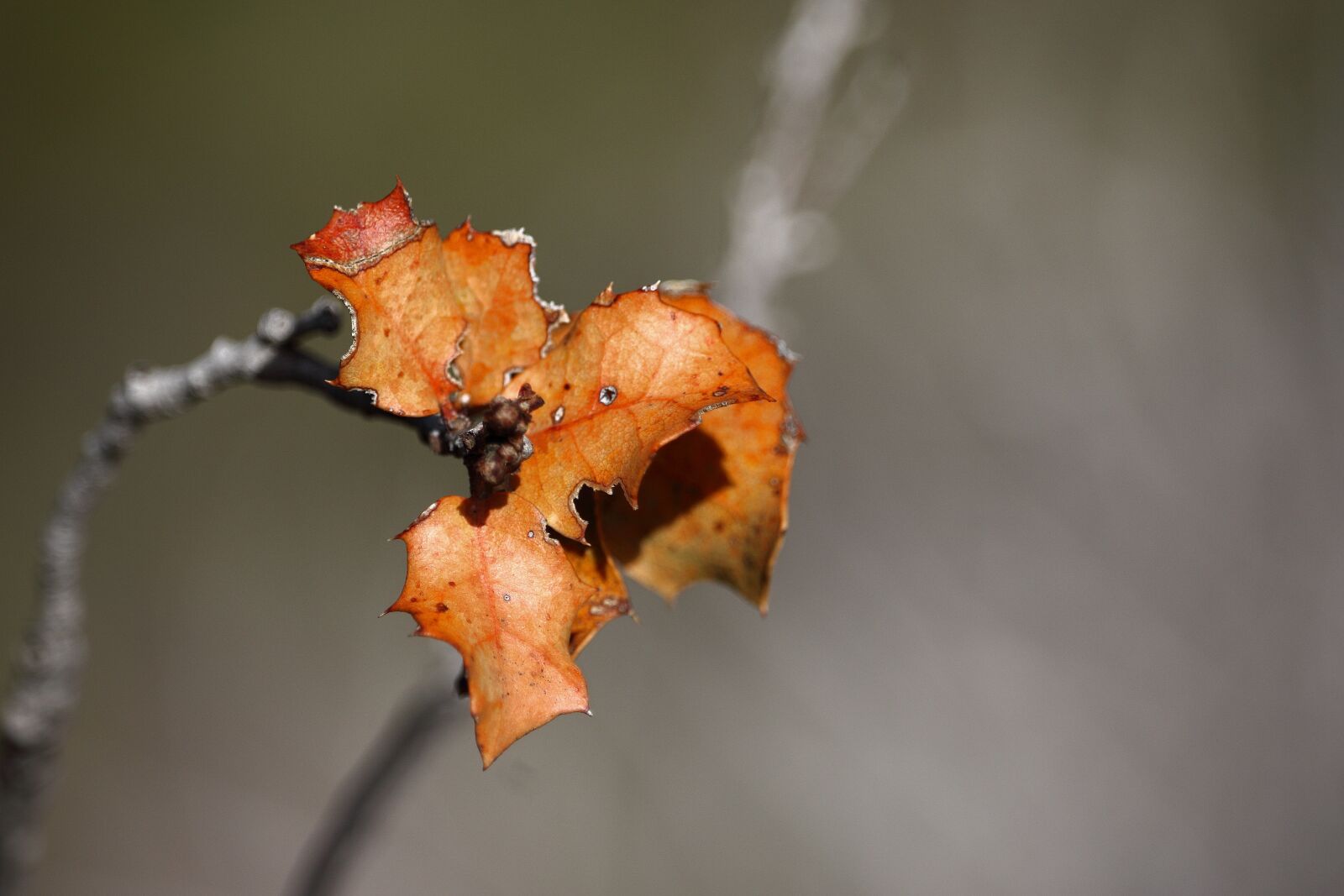Canon EOS 1200D (EOS Rebel T5 / EOS Kiss X70 / EOS Hi) sample photo. Leaves, branches, nature photography